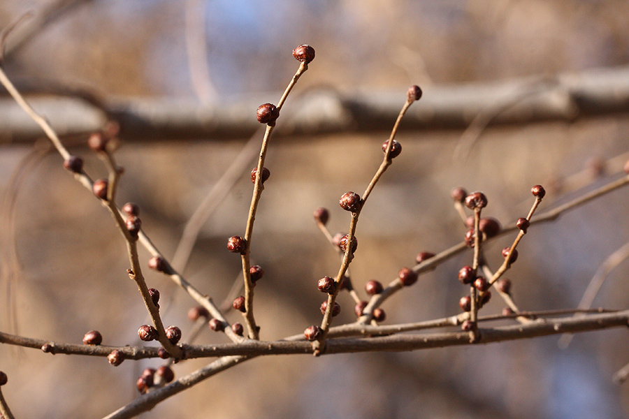 Изображение особи род Ulmus.