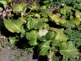 Bergenia crassifolia