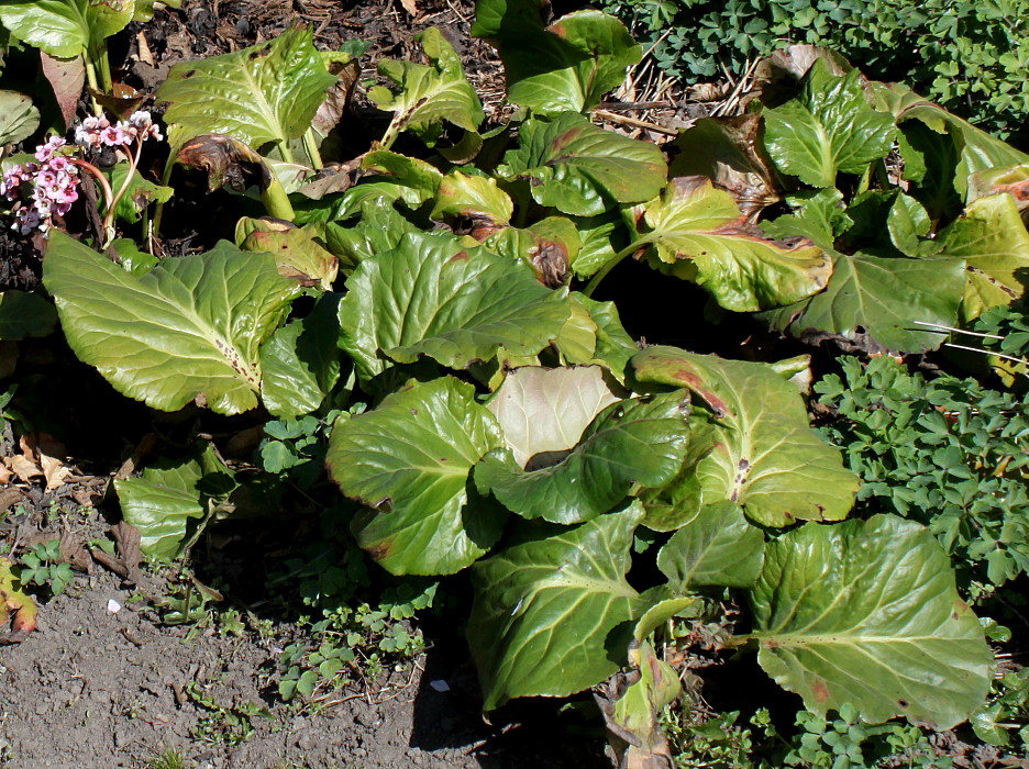 Изображение особи Bergenia crassifolia.