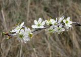 Prunus stepposa. Цветущая ветка. Ставропольский край, г. Кисловодск, Курортный парк верхний, долина ручья. 06.04.2013.