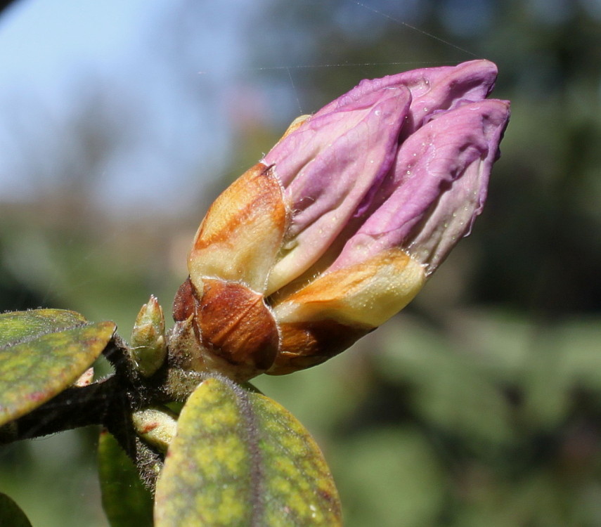 Изображение особи Rhododendron augustinii.