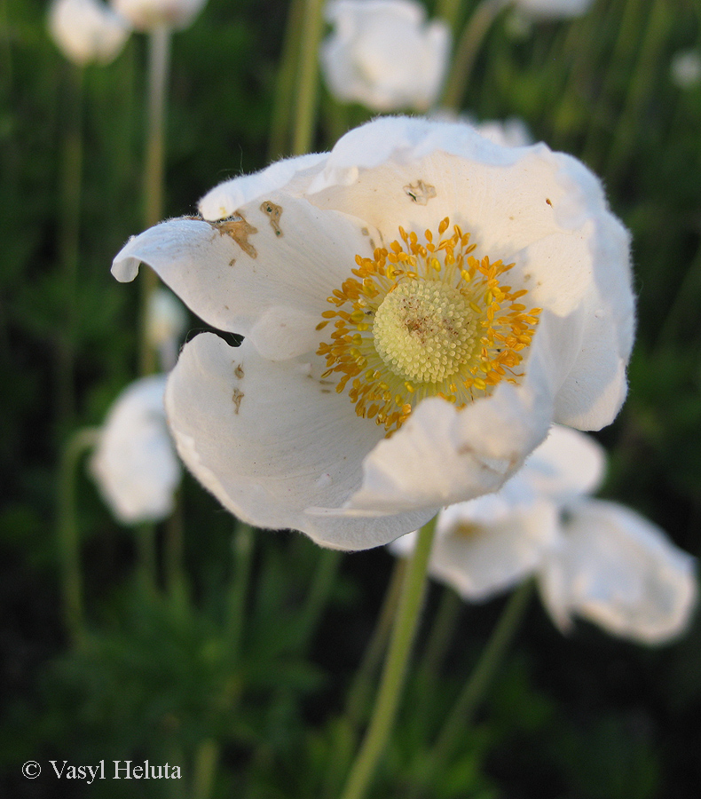 Image of Anemone sylvestris specimen.