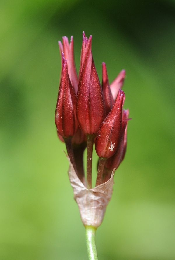 Изображение особи Allium inconspicuum.