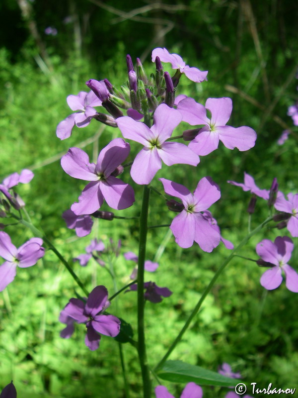 Изображение особи Hesperis steveniana.