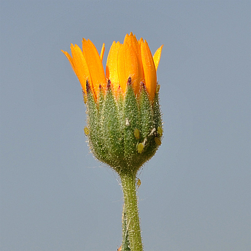 Изображение особи Calendula persica.