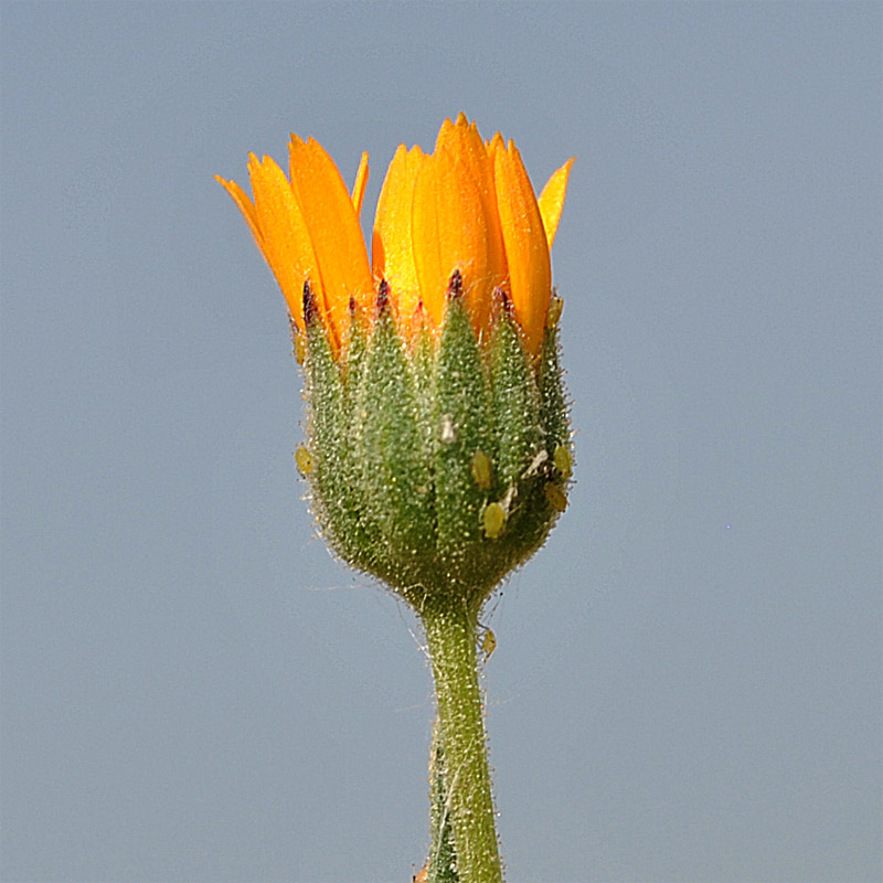 Image of Calendula tripterocarpa specimen.