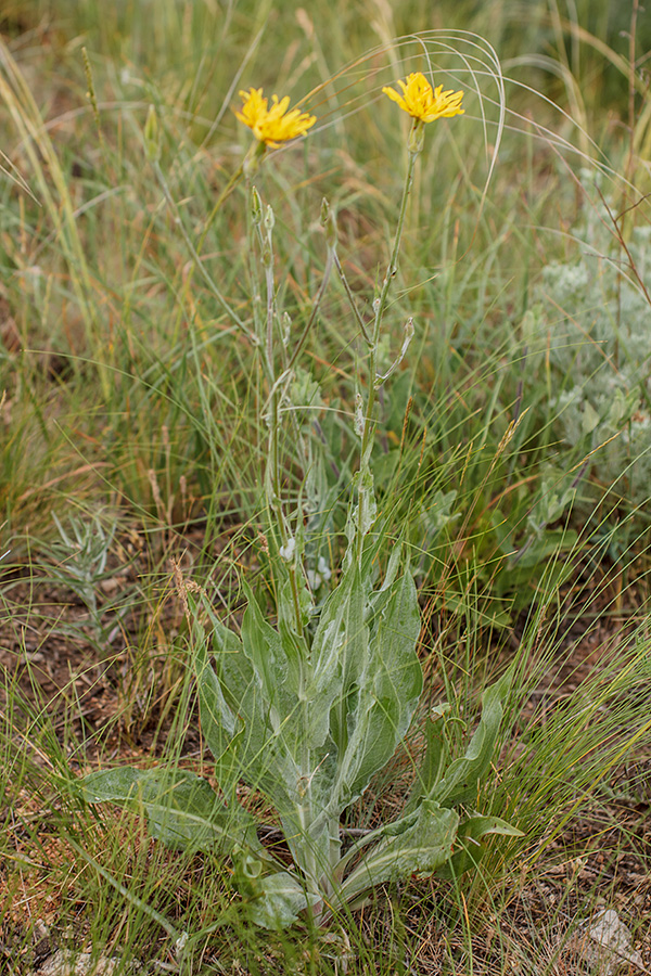Image of Scorzonera taurica specimen.