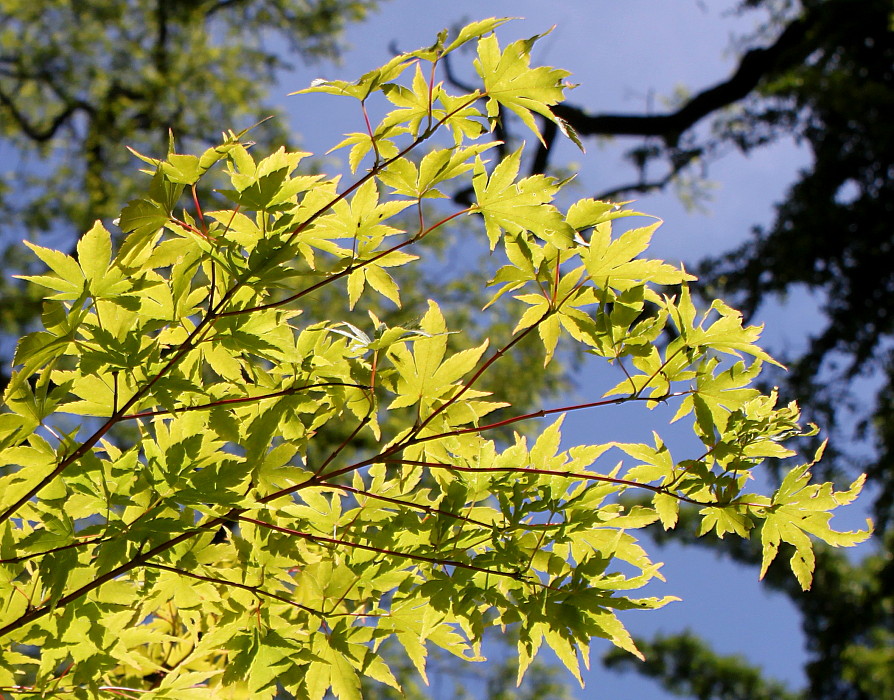 Image of Acer palmatum specimen.