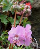 Geranium dalmaticum