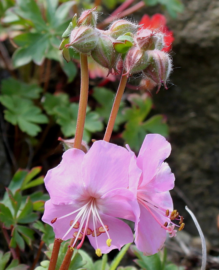 Изображение особи Geranium dalmaticum.