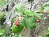 Cotoneaster melanocarpus. Часть побега с соцветиями. Новосибирская обл., Искитимский р-н, Бердские скалы. 18 июня 2013 г.