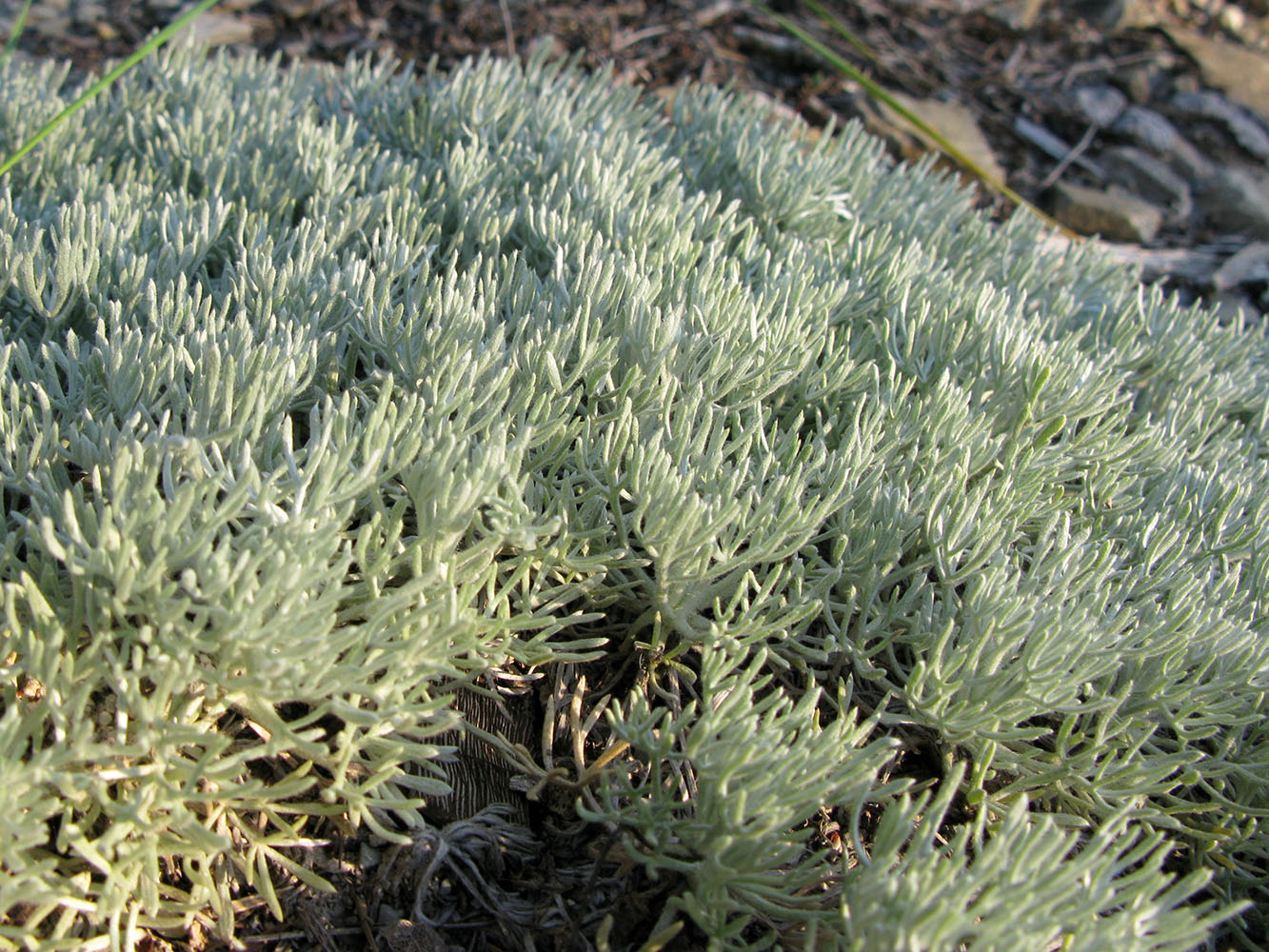 Image of Artemisia caucasica specimen.