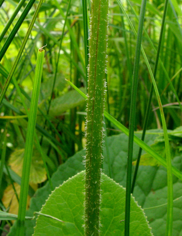 Изображение особи Ligularia abakanica.