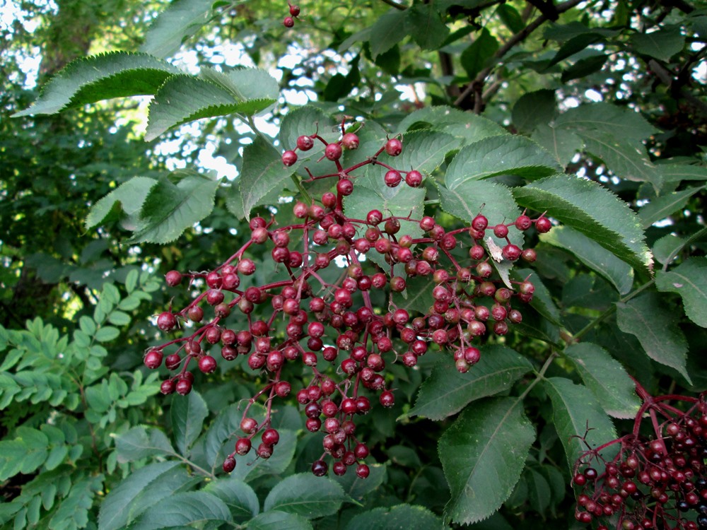 Изображение особи Sambucus nigra.