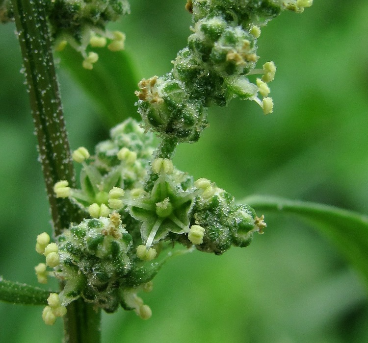 Изображение особи Chenopodium album.