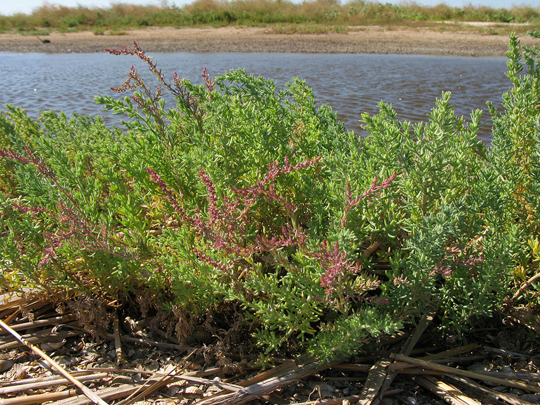 Image of genus Suaeda specimen.