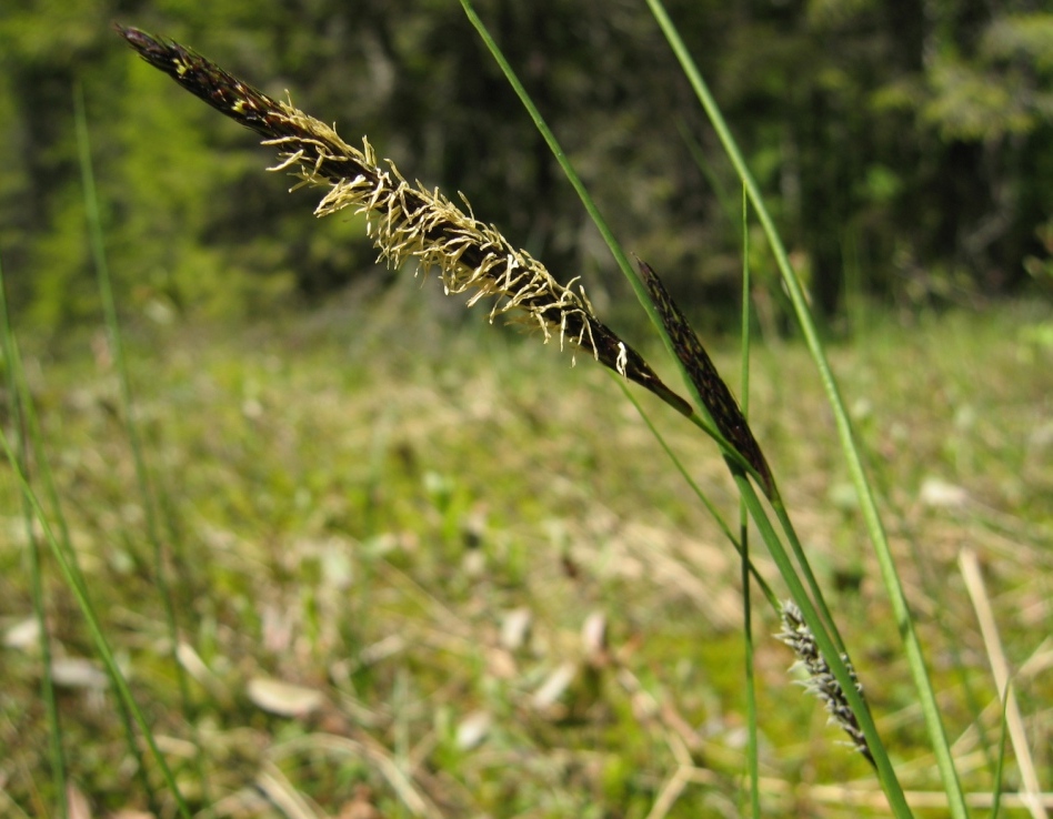 Изображение особи Carex lasiocarpa.