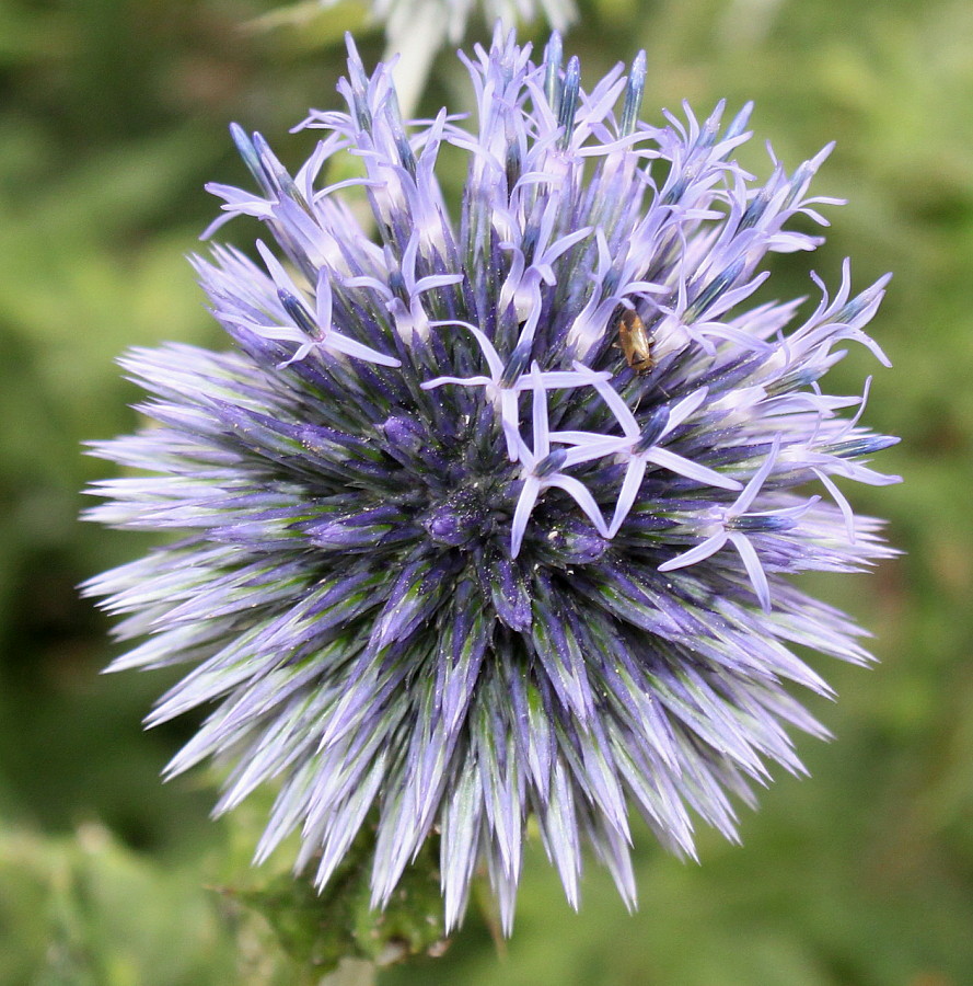 Изображение особи Echinops bannaticus.