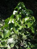 Hedera helix. Ветка со зрелыми плодами. Южный берег Крыма, пос. Отрадное, под деревьями. 20.05.2013.