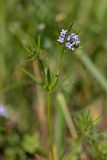 Asperula setosa. Верхушка цветущего растения. Южный Казахстан, хр. Боролдайтау, горы Кокбулак. 29.04.2013.