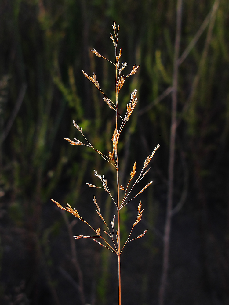 Image of genus Agrostis specimen.