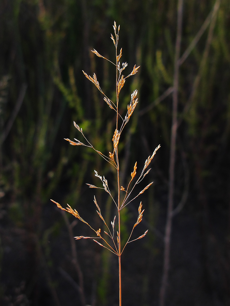 Изображение особи род Agrostis.