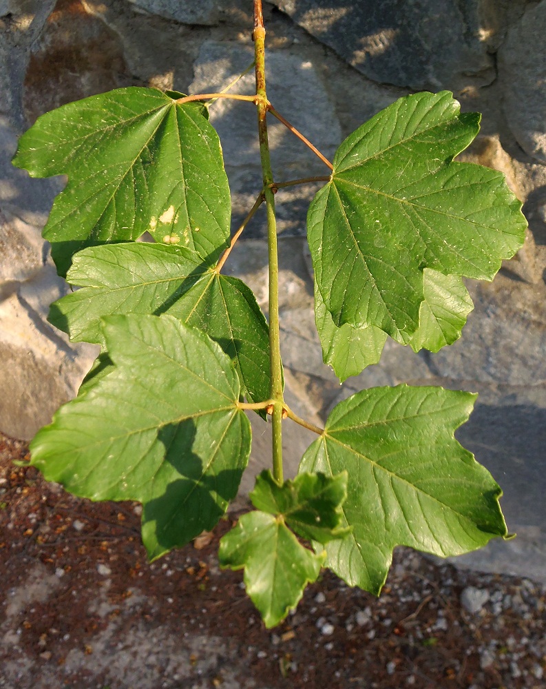 Image of Acer stevenii specimen.