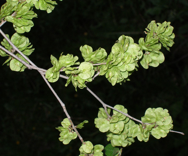Image of Ulmus pumila specimen.