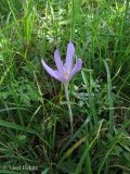 Colchicum autumnale. Цветущее растение. Украина, Ивано-Франковская обл., Косовский р-н, с. Шешоры, НПП \"Гуцульщина\", луг. 8 сентября 2013 г.
