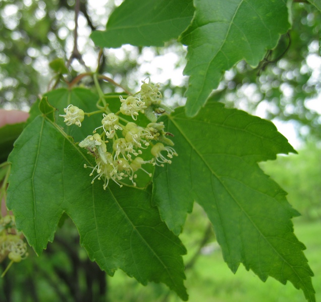 Image of Acer ginnala specimen.