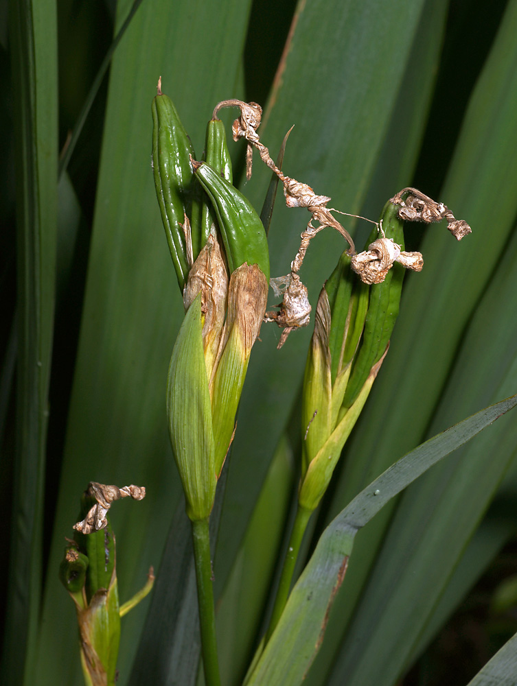 Image of Iris pseudacorus specimen.