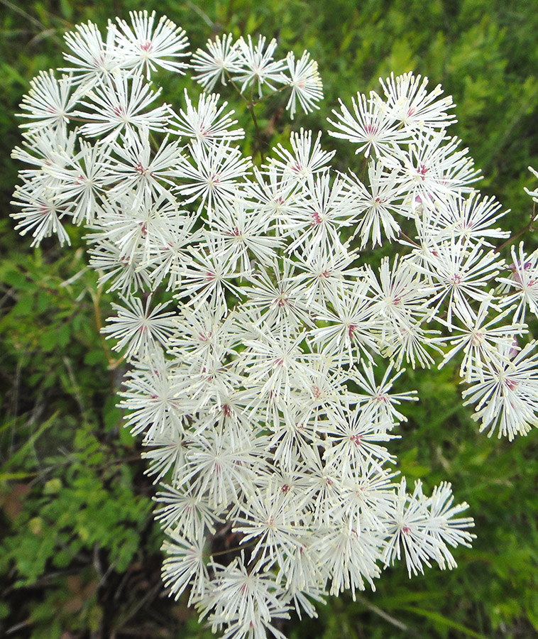 Изображение особи Thalictrum contortum.