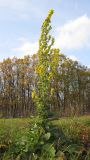 Verbascum lychnitis. Цветущее растение. Краснодарский край, окр. г. Крымск. 27.10.2013.