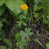 Trollius dschungaricus