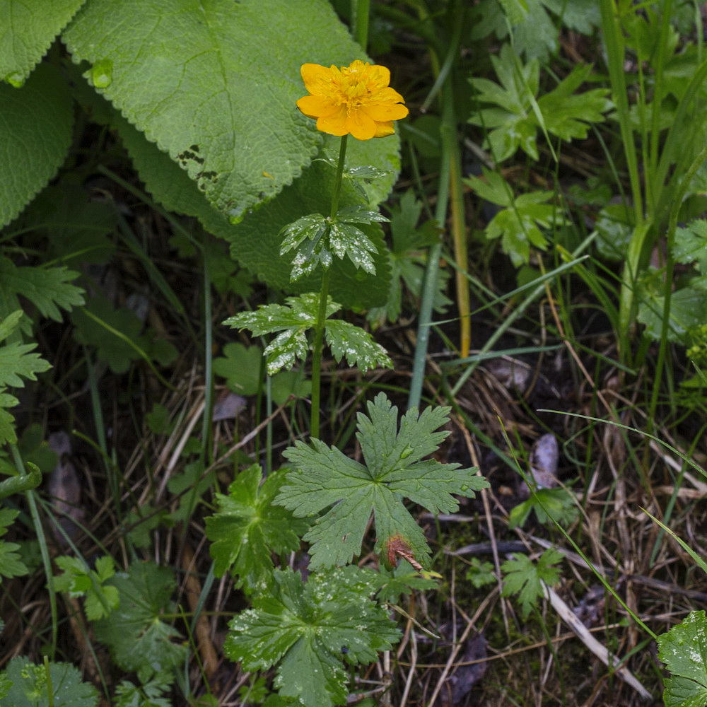 Изображение особи Trollius dschungaricus.