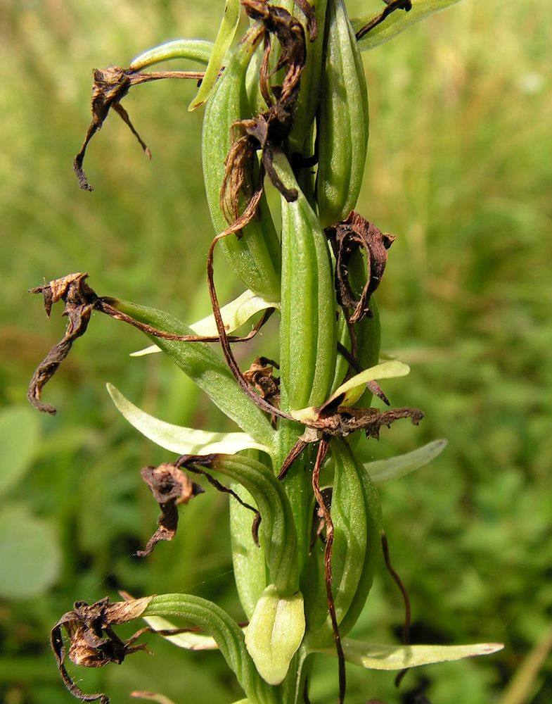 Изображение особи Platanthera metabifolia.