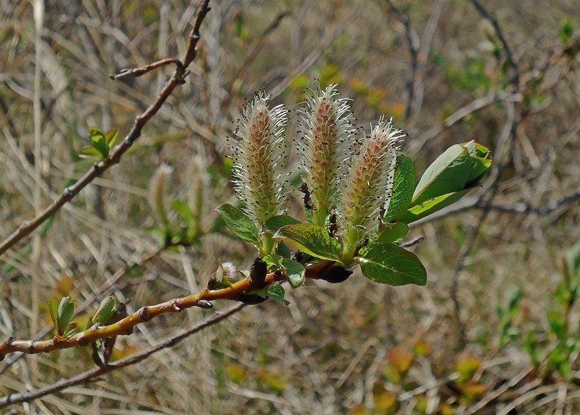 Изображение особи Salix pulchra.