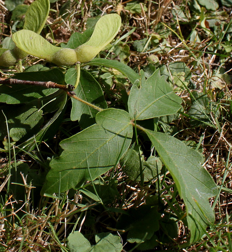 Изображение особи Acer griseum.