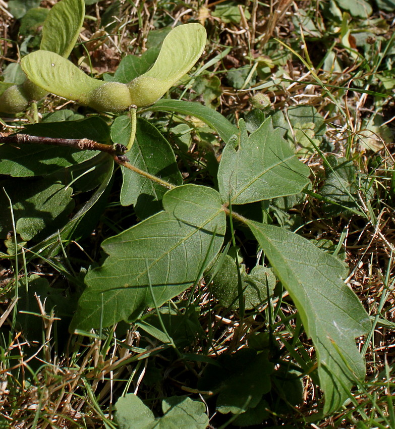 Image of Acer griseum specimen.