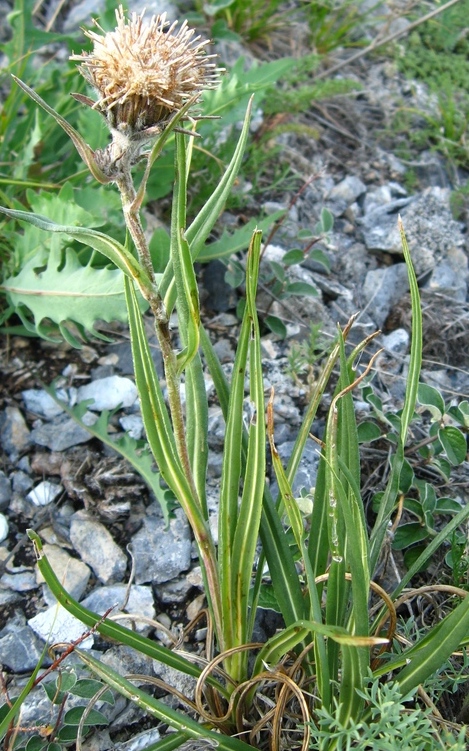 Изображение особи Saussurea schanginiana.