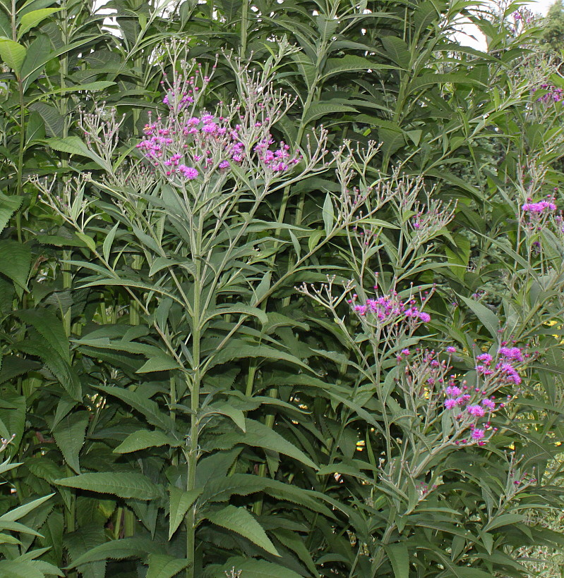 Изображение особи Vernonia arkansana.