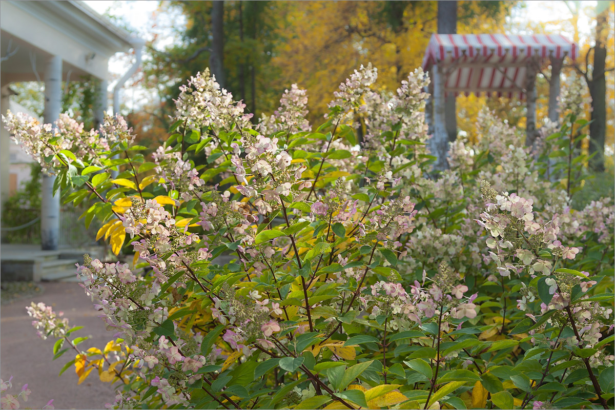 Image of Hydrangea paniculata specimen.