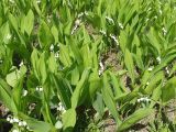 Convallaria majalis
