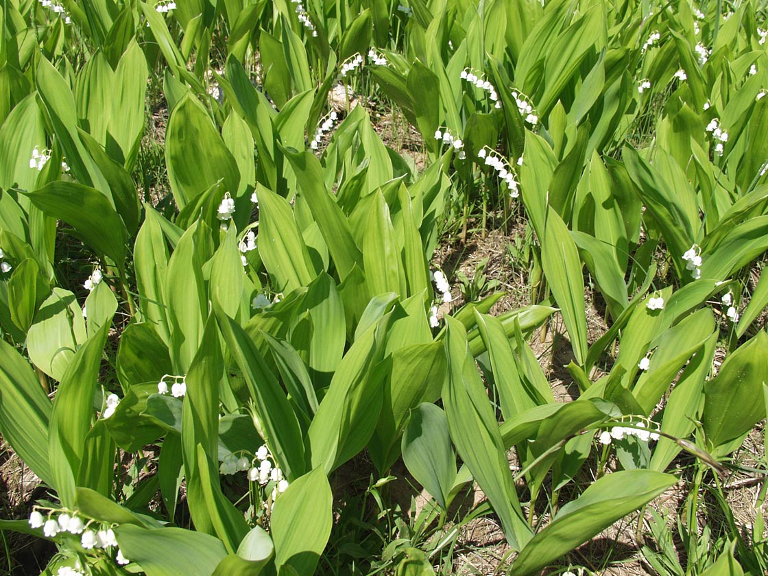 Изображение особи Convallaria majalis.