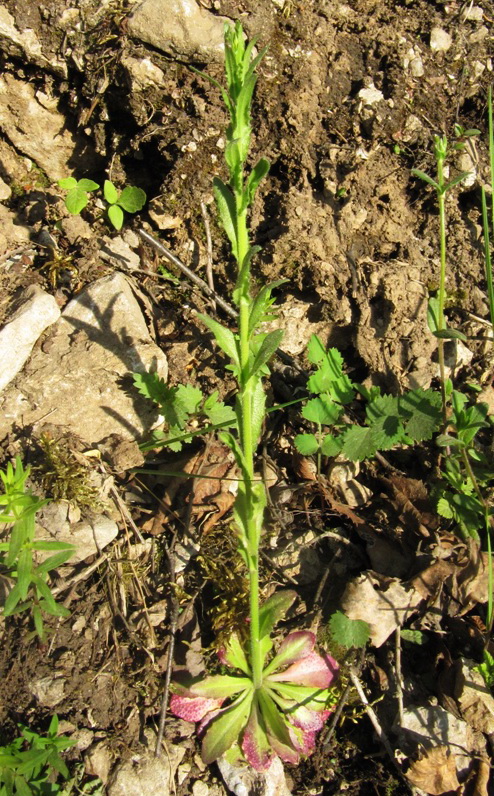 Image of Arabis borealis specimen.