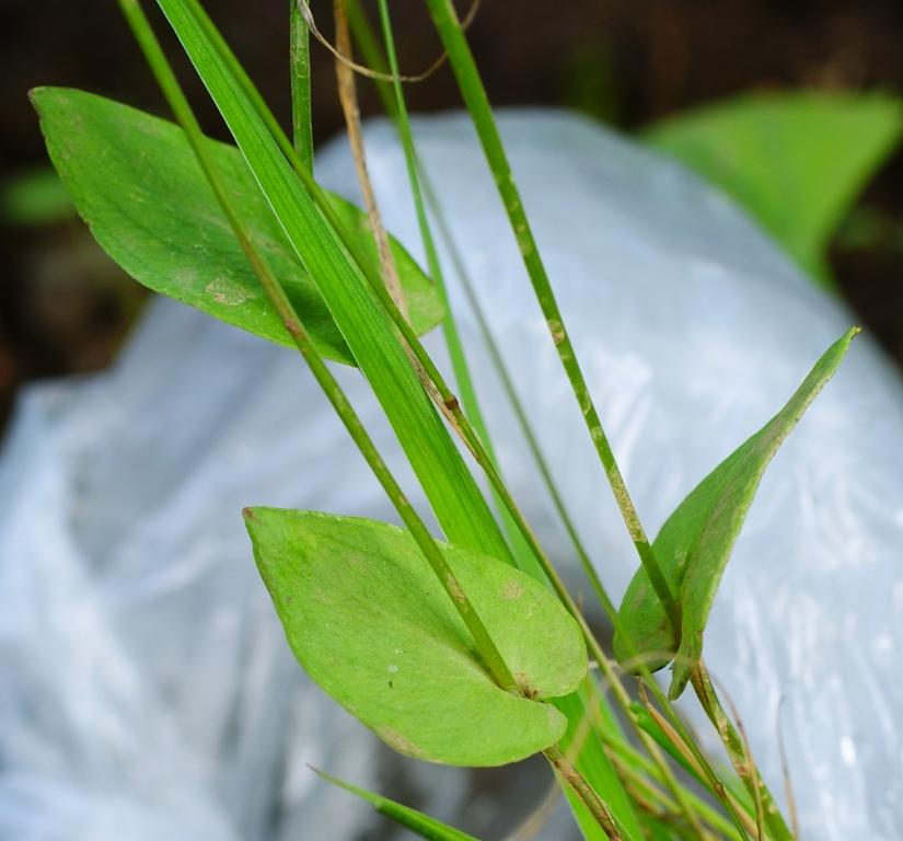 Изображение особи Parnassia palustris.