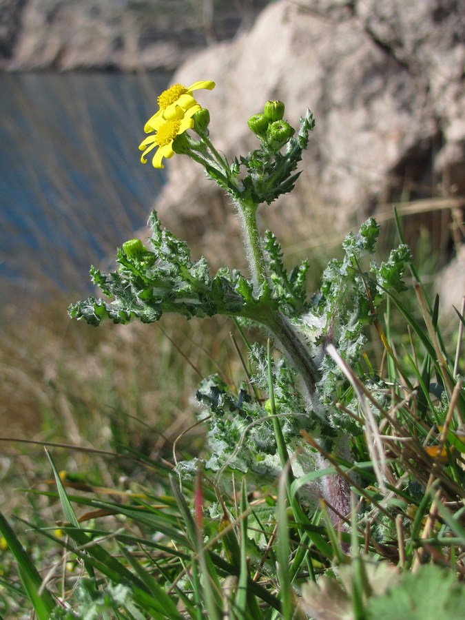 Изображение особи Senecio vernalis.