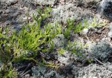 Lycopodium clavatum. Спороносящее растение. Бурятия, южная часть Баргузинского хребта, берег р. Большой Чивыркуй. 16.07.2009.