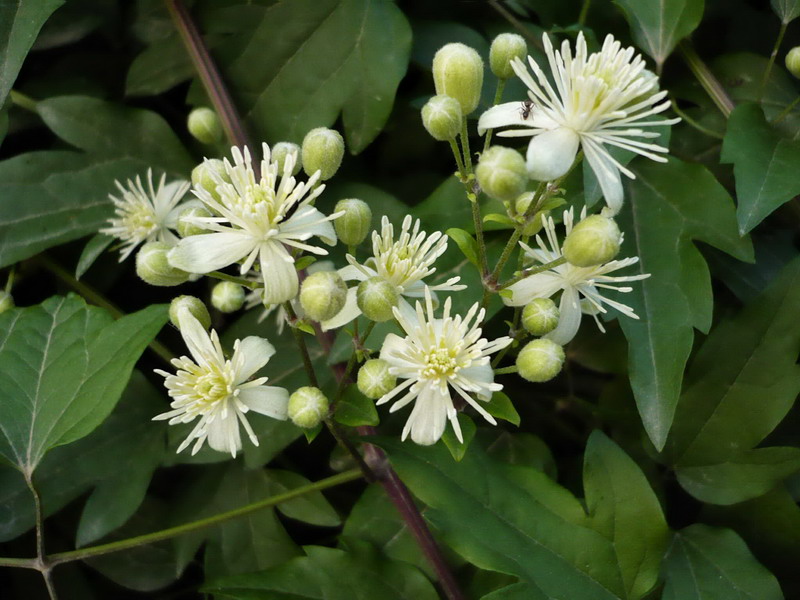 Изображение особи Clematis vitalba.