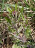 Arabidopsis arenosa. Верхушка растения в фазе бутонизации. Украина, г. Запорожье, о-в Хортица. 05.04.2014.